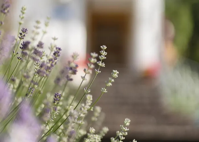 Gulla - Готель типу 